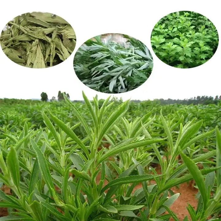 Herb Stem & Leaf Separator Machine - Image 4
