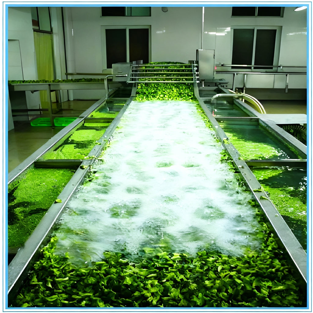 Automatic Ready-to-Eat Salad Washing, Cutting and Packing Production Line - Image 5