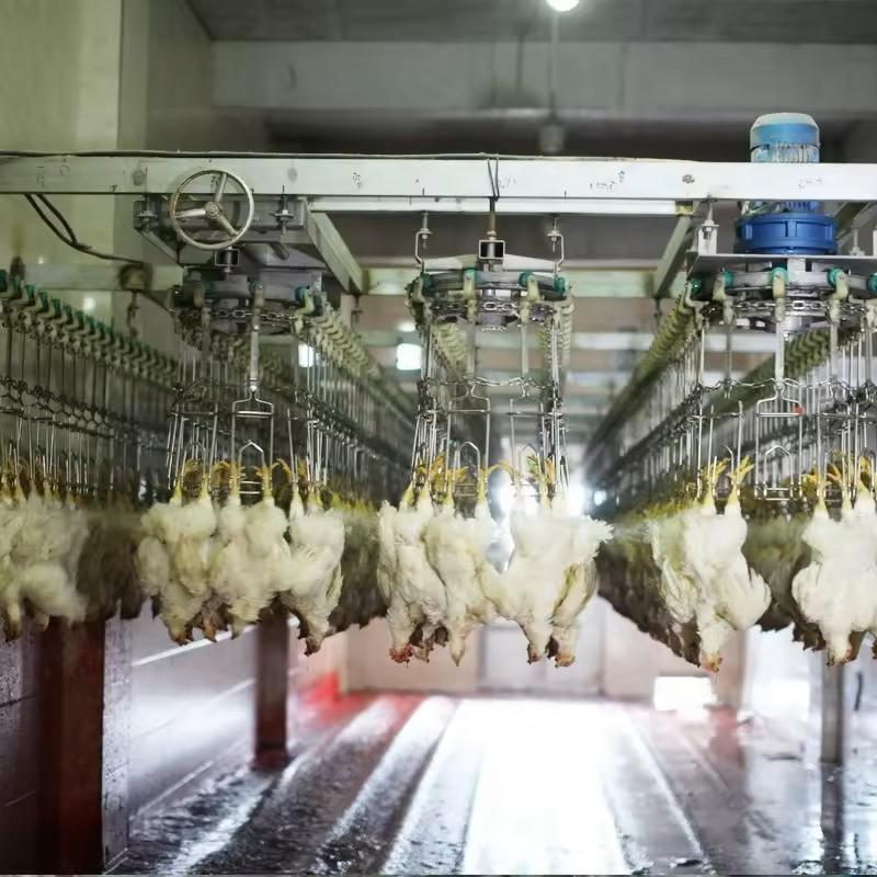 Automatic 1,000–2,000 BPH Halal-Compatible Poultry Slaughtering and Processing Line