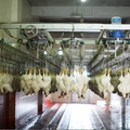 Automatic 1,000–2,000 BPH Halal-Compatible Poultry Slaughtering and Processing Line