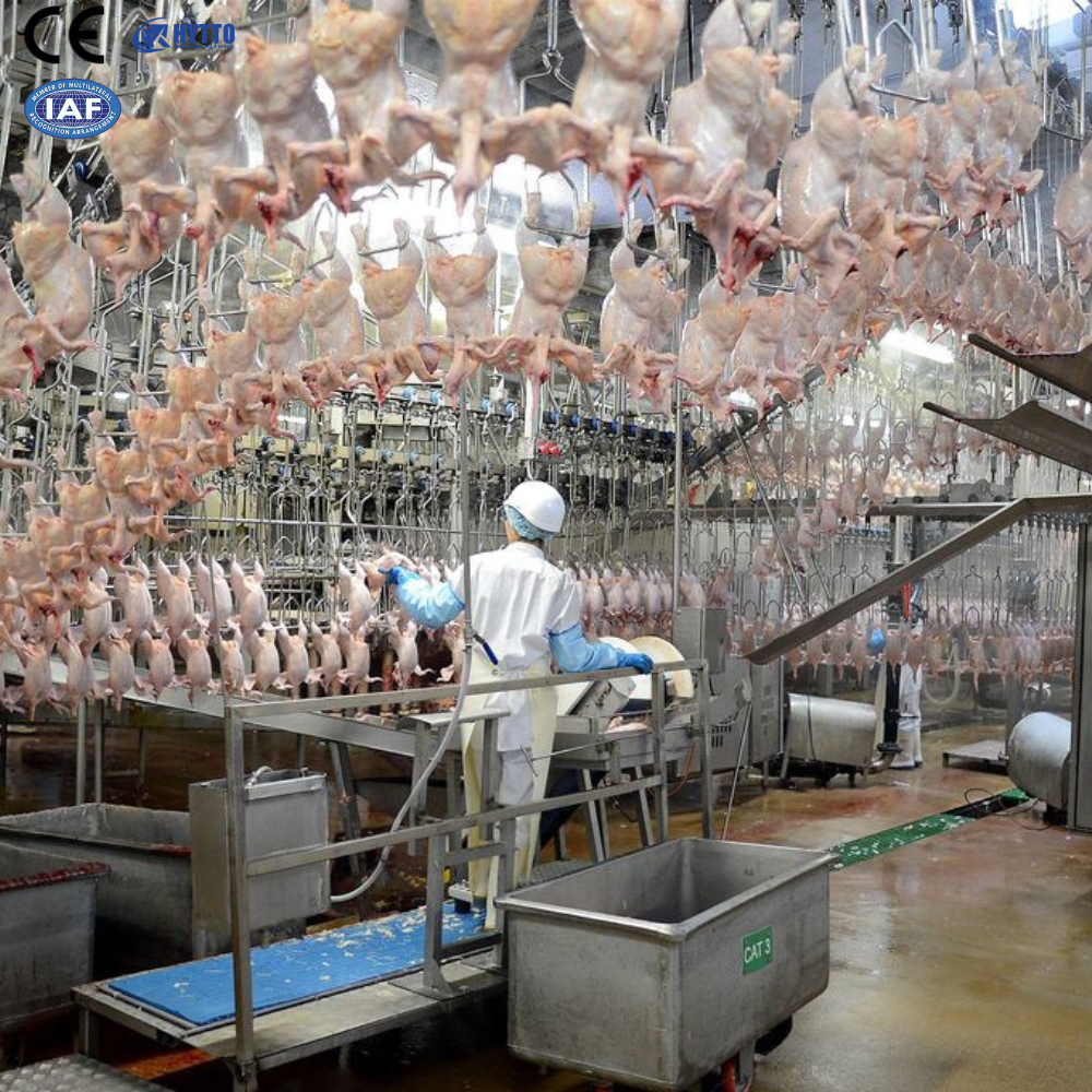 Automatic 1,000–2,000 BPH Halal-Compatible Poultry Slaughtering and Processing Line - Image 4