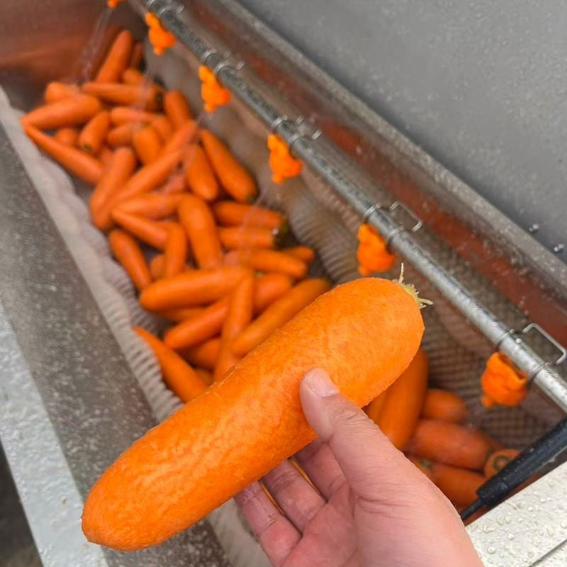 Brush Roller Vegetable Washing & Peeling Machine - Image 2